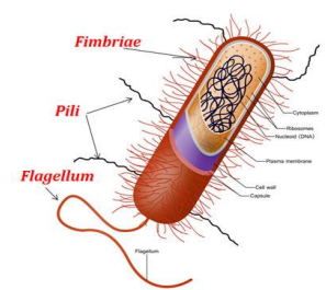 <p>Pathogens (or norma microbiota) establish themselves in a host </p><ul><li><p>must first overcome physical and innate immune barriers </p></li><li><p>must outcompete normal flora</p></li></ul><p></p><p>Adhesion - needed for colonisation </p><ol><li><p>contact with host cell (non specific electrostatic attraction)</p></li><li><p>binding to host cell (surface interactions with host molecules, mediated by virulence factors termed adhesins)</p></li></ol><div data-type="horizontalRule"><hr></div><p>Adhesins:</p><ul><li><p>fimbrial adhesins (long extensions that interest with host cell surface)</p><ul><li><p>functions: attachment to surfaces, motility, DNA transfer, biofilm formation </p></li><li><p>fimbriae - thinner and shorter fibers than pili </p></li><li><p>adhesion via tip of pilus </p></li></ul></li><li><p>afimbrial adhesins (membrane proteins that interact with components on surface of host cell)</p><ul><li><p>establishes very close and strong adhesion with host cell</p></li></ul></li><li><p>capsule </p><ul><li><p>polymeric structure surrounding the cell wall</p></li><li><p>composed of polysaccharides</p></li><li><p>protects bacterial cell, facilitates adhesion (to each other and other surfaces)</p></li></ul></li></ul><p></p><ul><li><p>different adhesin types (which respond to different molecules) contributes to pathogen’s ability to colonise different niches (e.i. bladder vs kidney) and animals. </p></li></ul><p></p>