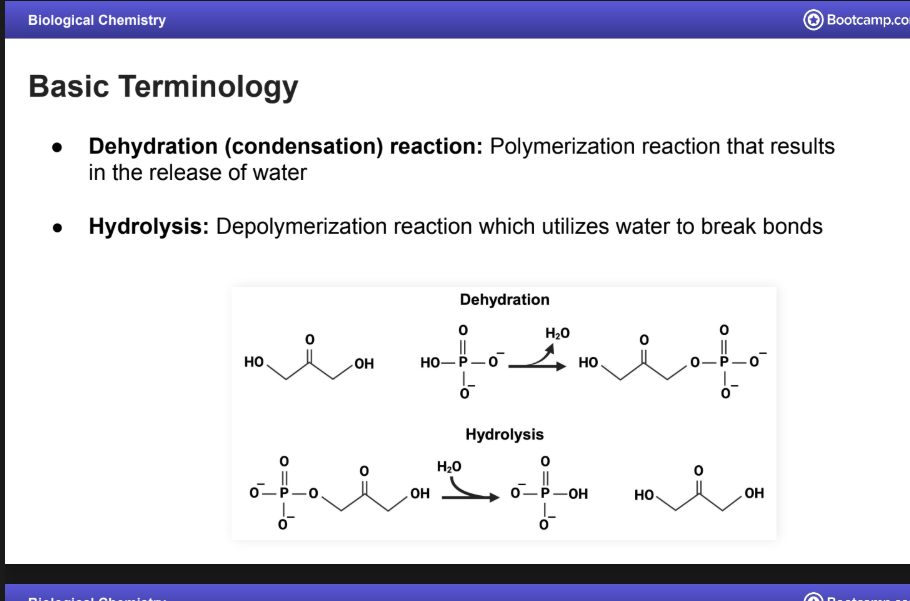 <p><strong>Depolymerization reaction which utilizes water to break bonds</strong></p>