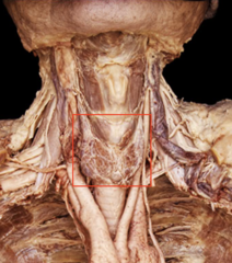 <p>name this structure</p>