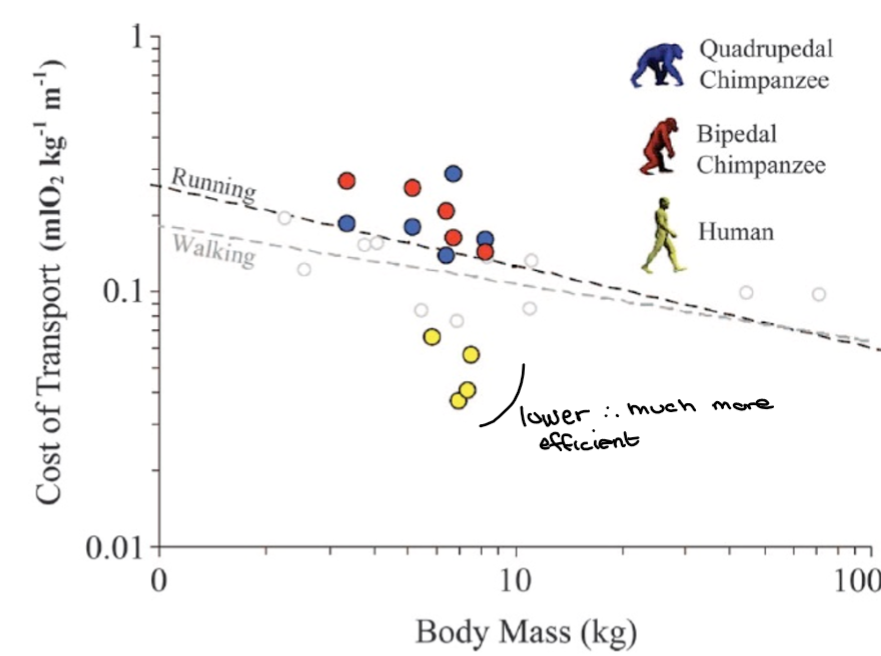 <p>Mass-specific COL higher than expected for chimps </p><p>Human walking is less expensive than expected </p><p>Effective walking is related to design of body and position of walk </p>
