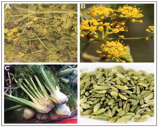 <p><strong>Common name</strong>: Fennel</p><p><strong>Part used</strong>: <span style="background-color: transparent; font-family: "Helvetica Neue", sans-serif;">Stem, fruit, leaves, seeds</span></p><p><strong>Uses</strong>: Antioxidant, anti-inflammatory, antimicrobial, hepatoprotective</p><p><strong>Constituents</strong>: <span style="background-color: transparent; font-family: "Helvetica Neue", sans-serif;"><strong>Trans-anethole (essential oil)</strong>, flavonoids, phenolics</span></p>