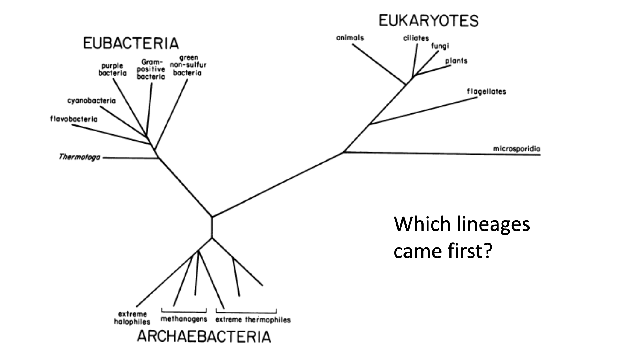 <ul><li><p>No temporal order→ can’t tell which came first</p></li><li><p>Need additional info→ which organism is the out-group? Where is the root?</p></li></ul><p></p>