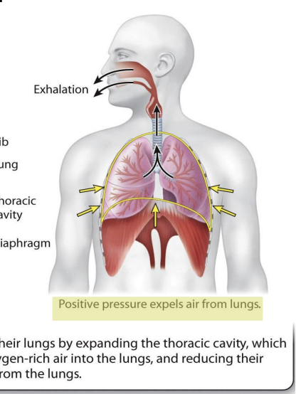<ul><li><p>exhalation is passively driven by the elastic recoil of tissues that were previously stretched during inhalation.</p><ul><li><p>The contraction of the lungs causes the air pressure inside the lungs to become higher than the air pressure outside the lungs. </p></li><li><p> The resulting positive pressure forces air out of the lungs.</p></li></ul></li><li><p><span style="background-color: inherit; line-height: 19.55px; color: windowtext;">Exhalation is passive because lungs is elastic property from elastic tissue -> inhalation in complete lungs recoil back and exhale air with CO2</span><span style="line-height: 19.55px; color: windowtext;">&nbsp;</span></p></li></ul><p></p>