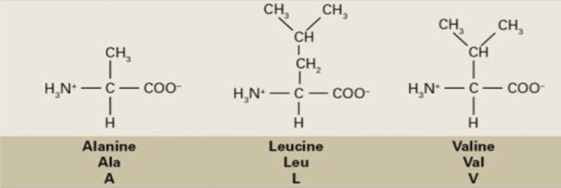<p>Alanine, Leucine, Valine</p>