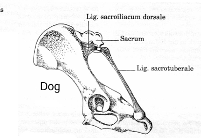 <ul><li><p><strong>lateral walls</strong> are formed by <strong>hip bones</strong> and <strong>broad sacrotuberal ligaments</strong></p></li><li><p>in the <strong>dog</strong> the sacrotuberal ligament is reduced to a <strong>cord</strong></p></li><li><p>the ligament is <strong>absent in cat</strong></p></li></ul><p></p>