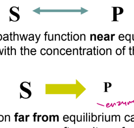 <ul><li><p>Most enzymes in a pathway function near equilibrium and their net rates vary with the concentration of their substrates.</p></li></ul><ul><li><p>Enzymes that function far from equilibrium catalyze irreversible reactions. These enzymes are often sites of regulation (regulatory enzymes) and their activities are increased or decreased in response to signaling molecules.</p><ul><li><p>enzyme is so slow that youll always have a high concentration of substrate </p></li></ul></li></ul><p></p>