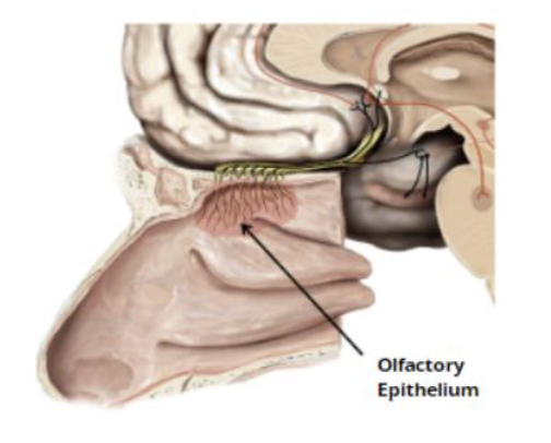 <p>Olfactory epithelium</p><ul><li><p>receptors for sense of smell </p></li><li><p>olfactory nerve CNI</p></li></ul><p></p>
