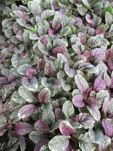 <p>bugleweed</p>