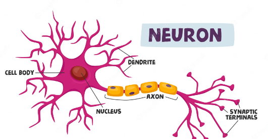 <p>Nerve cells do what?</p>