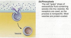 <p>- A type of endocytosis in which the cell ingests extracellular fluid and its dissolved solutes.</p><p>Cell drinking</p>