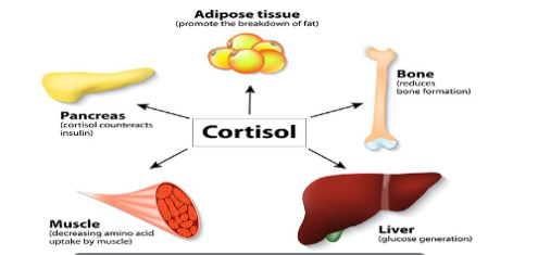 <ul><li><p>aldosterone</p><ul><li><p>involved in osmoregulation and control of blood pressure</p></li><li><p>increase water and sodium reabsorption in the nephron</p></li></ul></li></ul><p></p><ul><li><p>cortisol</p><ul><li><p>increases blood glucose levels when levels are low </p></li><li><p>via breakdown of proteins and fats</p></li></ul></li></ul><p></p>