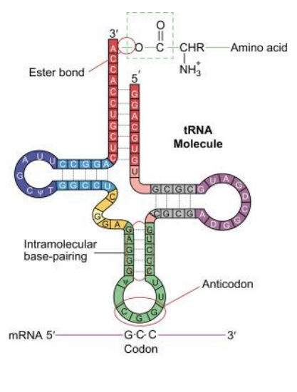 <p>• each type of tRNA has a unique sequence, structure and shape that is recognized by its cognate tRNA synthetase </p><p>• tRNA synthetases load the correct amino acid onto a tRNA; there are 20 different tRNA synthetases that specifically recognize each amino acid and the appropriate tRNA for that amino acid </p><p>• mistakes are rare ranging from 1/10,000 to 1/100,000 due to proofreading activity by the synthetase</p>