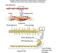 <p>- Head: Actin binding site + elements to bind and hydrolyze ATP for force development; cross bridges that bind to actin during muscle contraction</p><p>- Tails: Bundled together to form core of the filament</p><p>- Hinge: Connects the heads + tails</p>