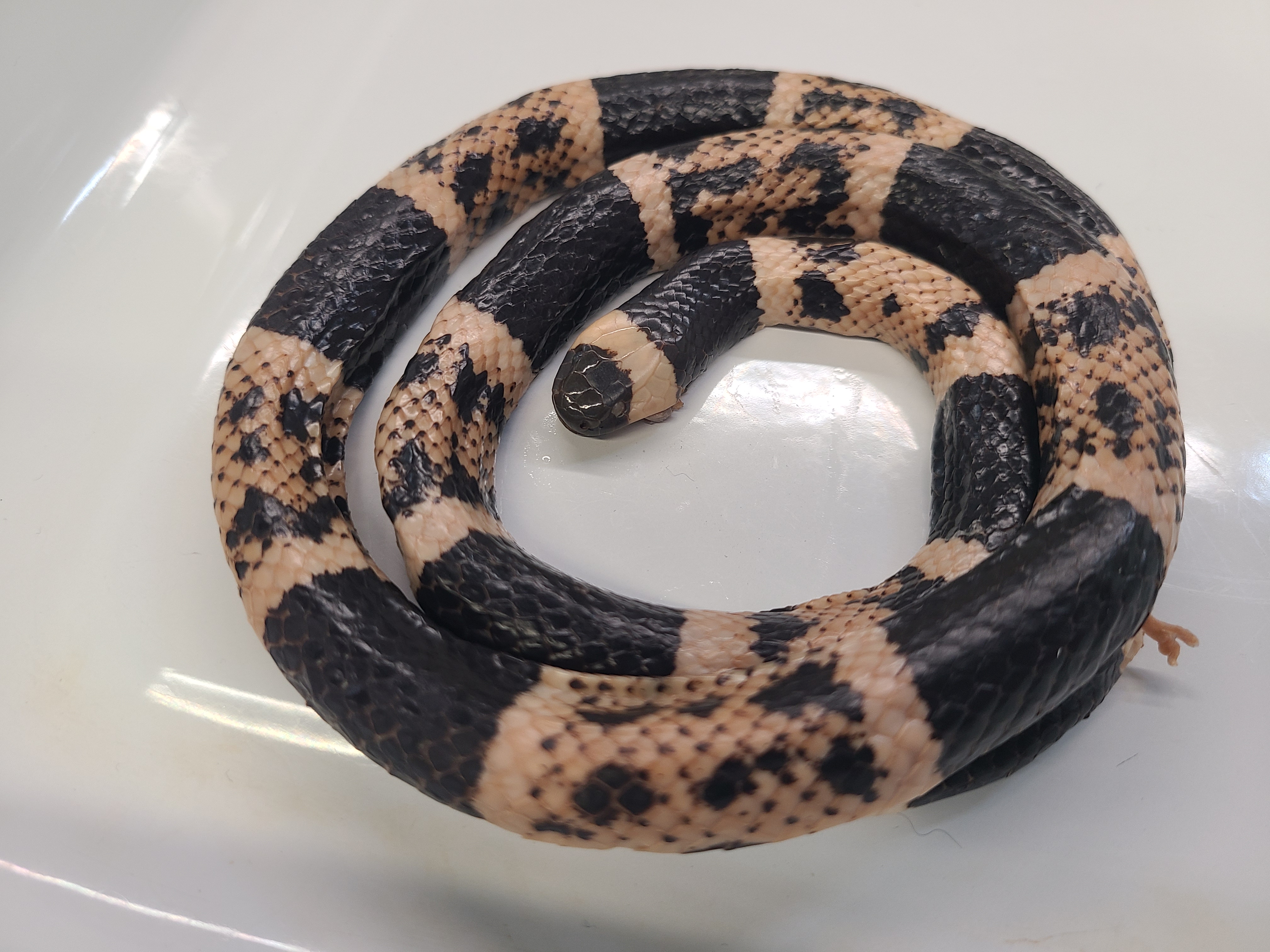 <p>Genus and Species</p>