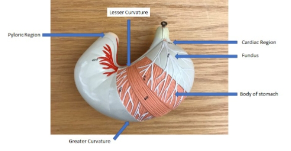 <p>cardiac region, fundus, body of stomach, greater curvature, pyloric region, lesser curvature</p>