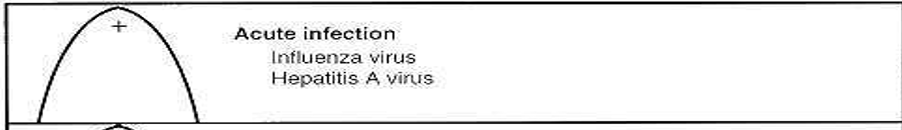 <p>rapid and self-limiting so they can be cleared in a number of weeks</p>