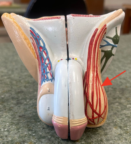 <p>muscle located in the spermatic cord and surrounding the testis, elevates the testis when contracted</p>