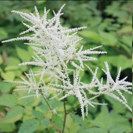<p>Aruncus dioicus - Goat’s Beard</p>