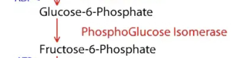 <p>Glucose-6-Phosphate (G6P) ---> Fructose-6-Phosphate (F6P). Enzyme: Phosphoglucose Isomerase.</p>