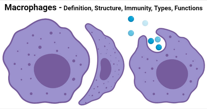 <p>Macrophages</p>
