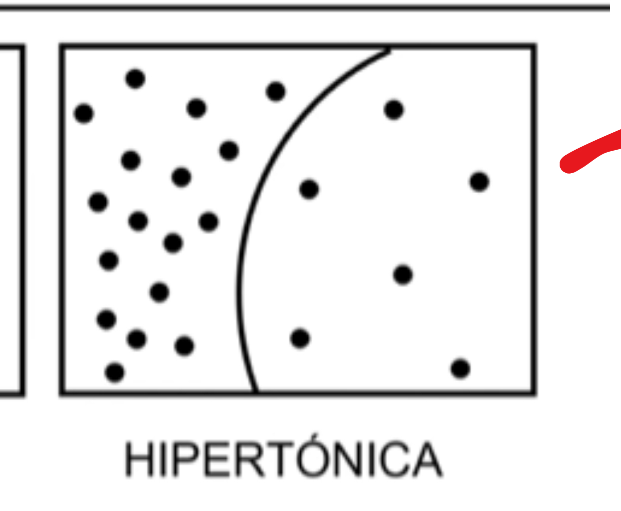 <p>¿Qué es una solución Hipertónica?</p>