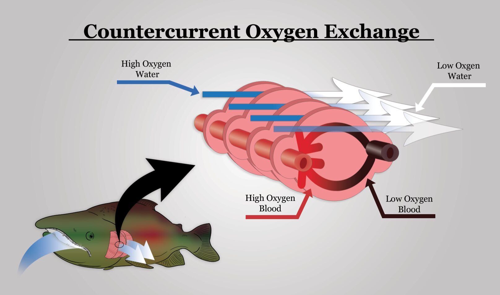 <ul><li><p><strong>Countercurrent flow</strong>: Two fluids flow in opposite directions to maximize the transfer of heat/substances between them </p></li><li><p><strong>Gas exchange</strong>: Maintains a continuous concentration gradient so an organism can extract up to 80-80% of the oxygen from water or air</p></li></ul><p></p>