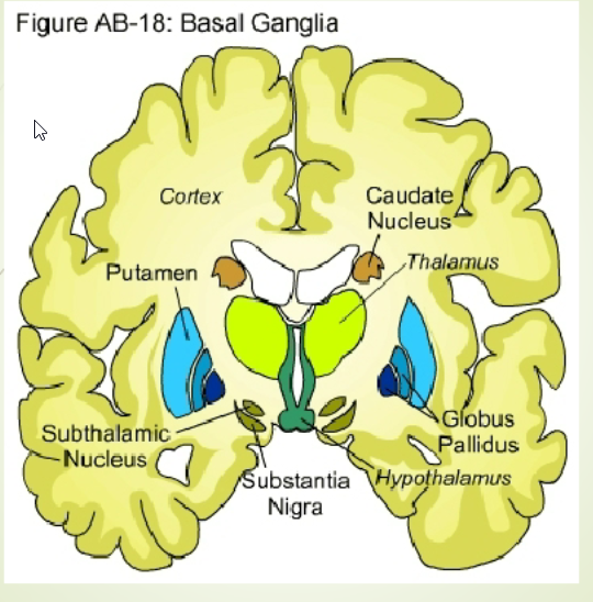 <p><span style="background-color: transparent;">Biological Findings</span></p><ul><li><p><span style="background-color: transparent;">Dysfunction @ Corticostriatal circuit</span></p><ul><li><p><span style="background-color: transparent;">Orbitofrontal cortex</span></p></li><li><p><span style="background-color: transparent;">Caudate nuclei</span></p></li><li><p><span style="background-color: transparent;">Globus pallidus</span></p></li></ul></li><li><p><span style="background-color: transparent;">Also maybe @ basal ganglia&nbsp;</span></p></li></ul><p></p>