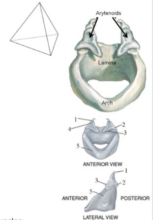 <p>Tetrahedron, not pyramid</p>