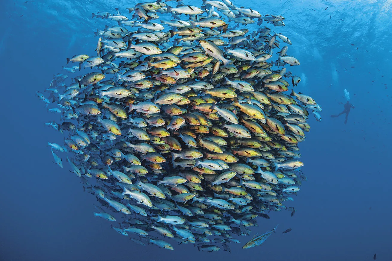 <p>A sea of</p>