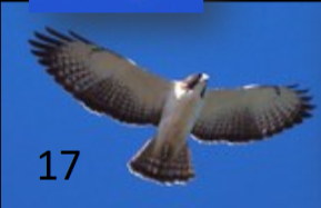 <p>hooded, clear throat; similar to WTHA underneath but w dark, banded tail</p>