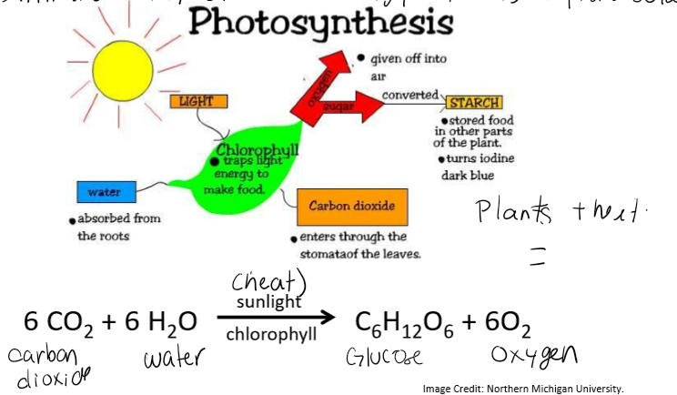 <ul><li><p>6 CO2 + 6 H2O Sunligh+chlorophyll → C6H12O6 + 6 O2</p></li><li><p>Carbon dioxide + Water → Glucose + Oxygen</p></li></ul><p></p>