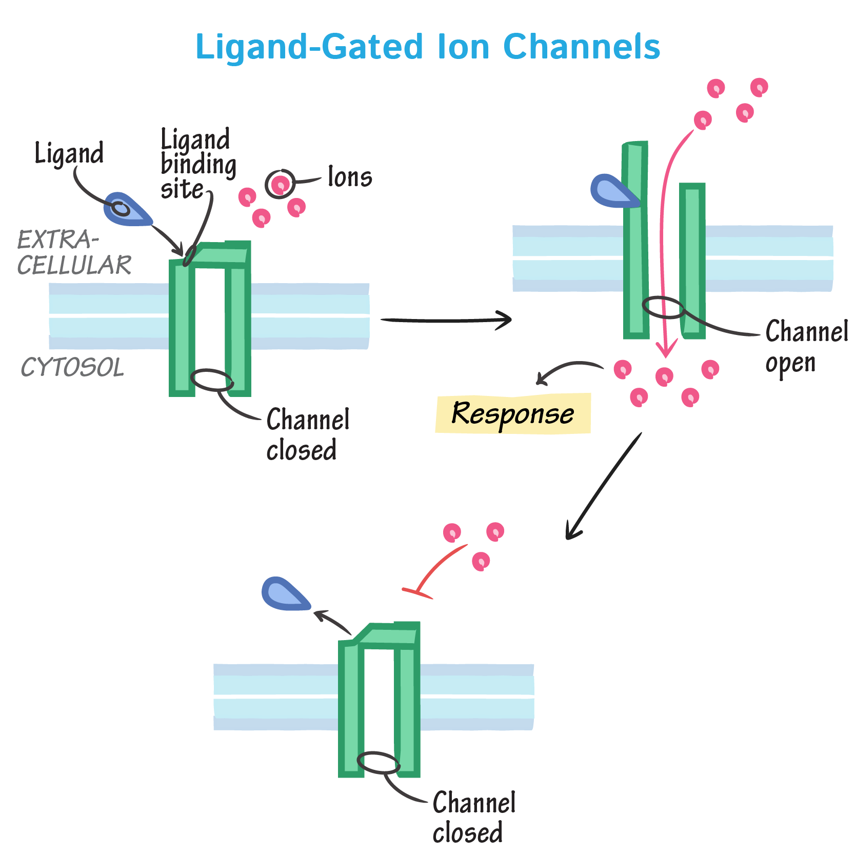 <p>What opens a ligand-gated ion channel?</p>