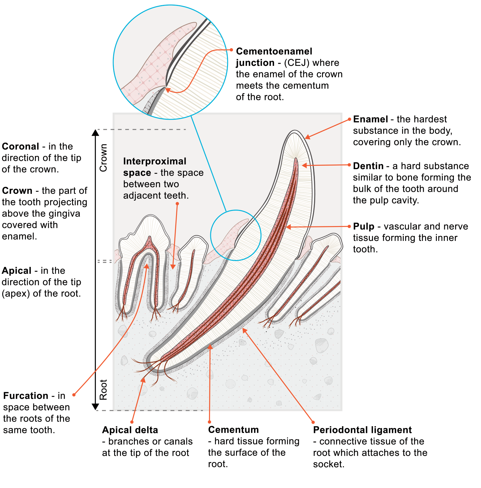<p>Apical</p>