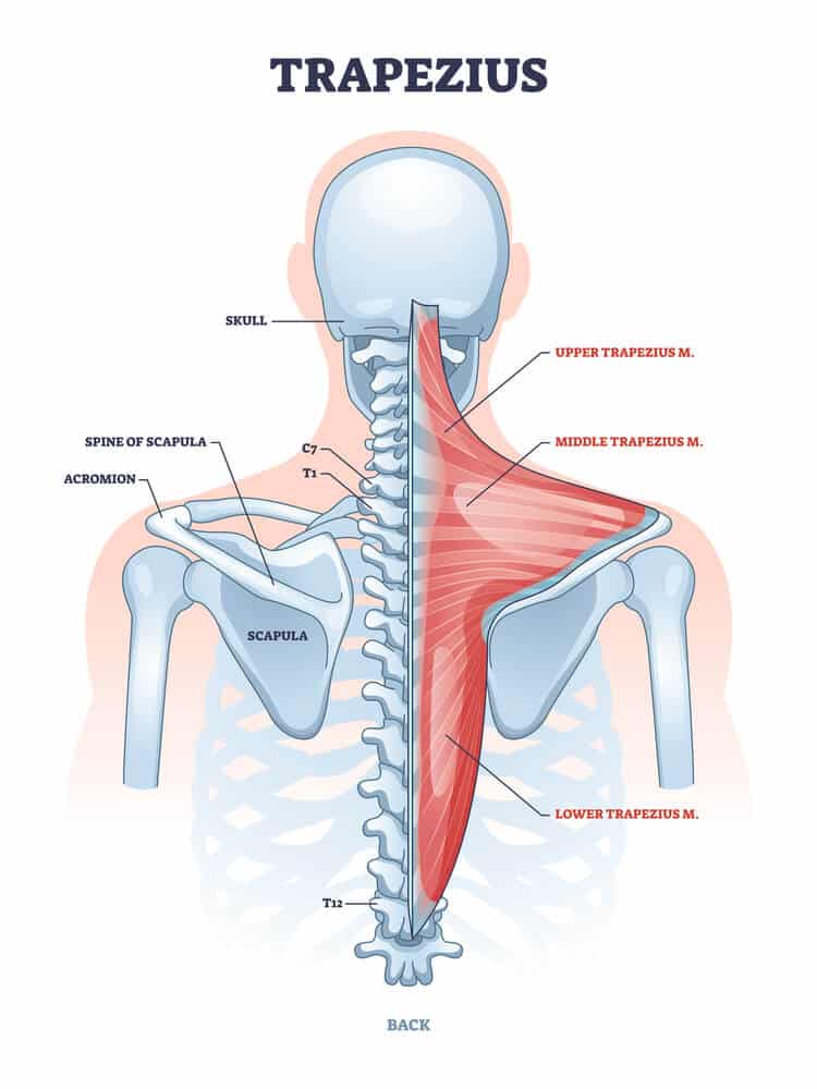 <ul><li><p><strong>origin: </strong>occipital bone, spinous processes of C7-T12</p></li><li><p><strong>insertion: </strong>lateral third of clavicle, scapular spine, acromion</p></li><li><p><strong>main actions: </strong>retraction, medial/lateral rotation, elevation, depression, extension of neck</p></li><li><p><strong>innervation: </strong>cranial nerve XI</p></li></ul><p>(across the back, over scapula)</p><p></p>