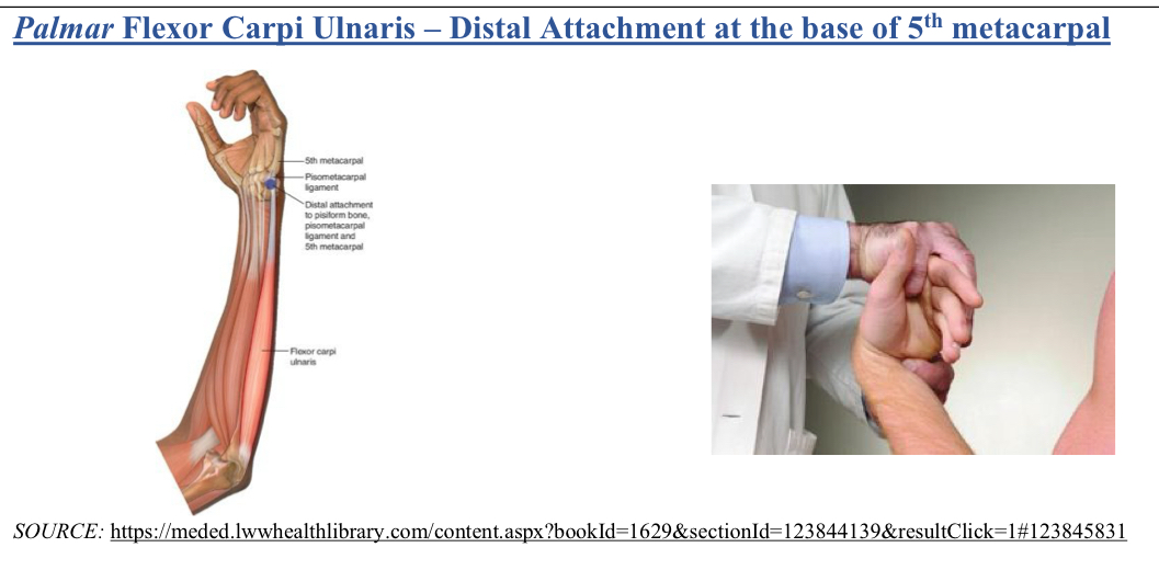 <p>F aDd (ulnar)</p><p>Located t palmar base of 5th MC in flexor carpi ulnaris</p><ol><li><p>pt seated or supine, physician faces pt</p></li><li><p>pt wrist flexed and adducted (ulnar deviation)</p></li></ol><p></p>