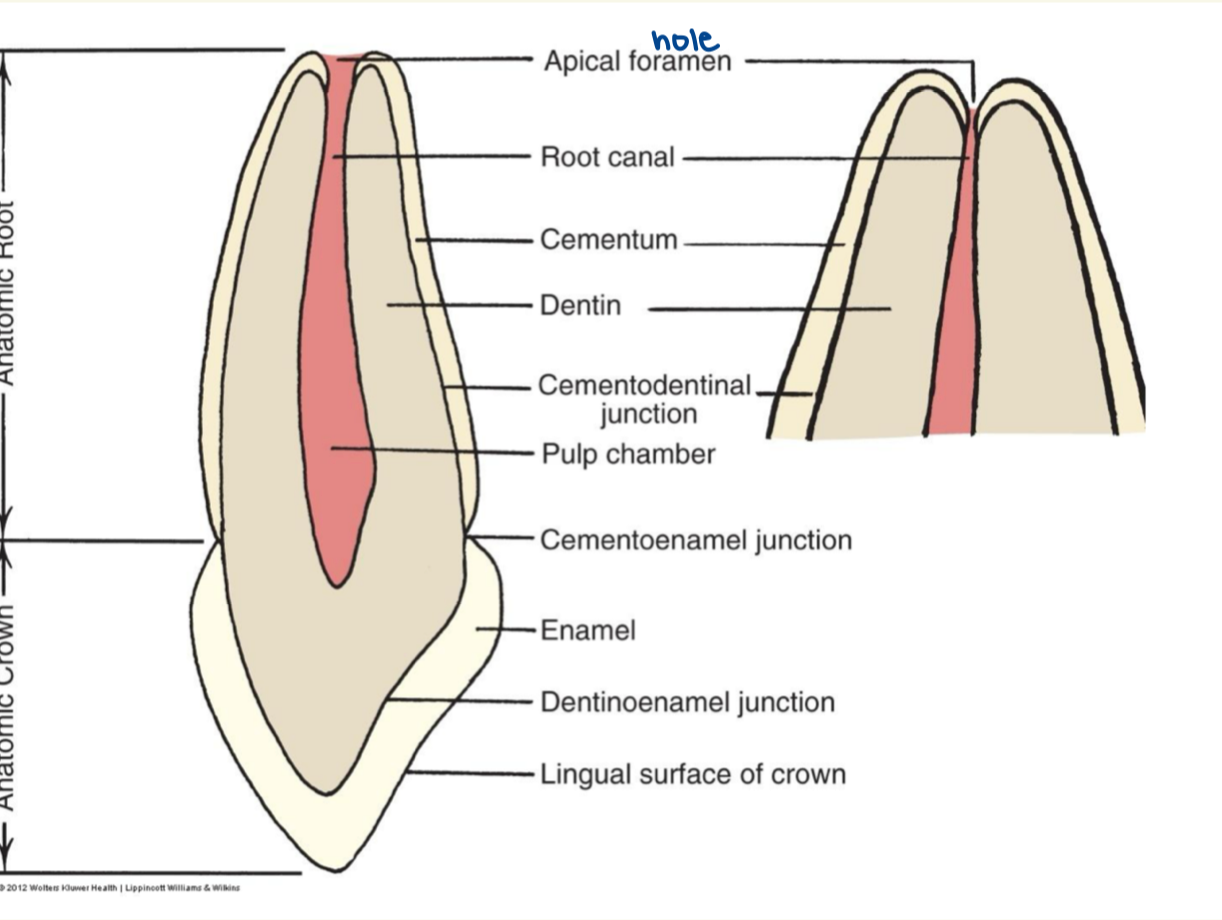 knowt flashcard image