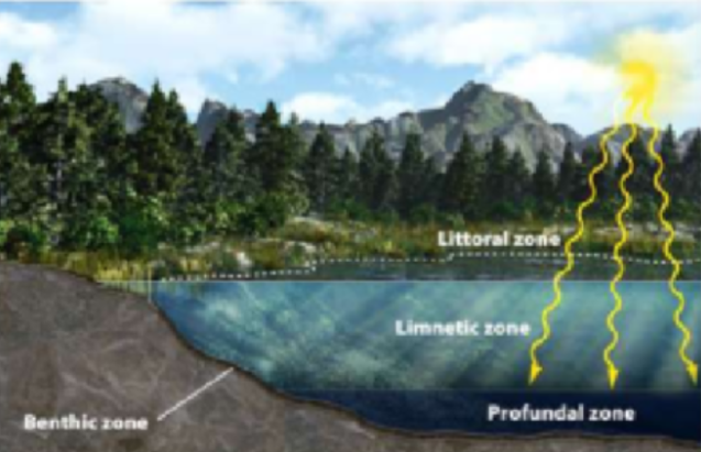 <p>the shallow area around edge containing rooted vegetation</p>