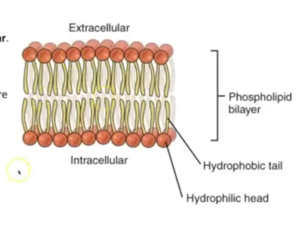 <p>Have 2 charged regions, so are polar </p><p>\in water they position so heads are exposed to water and tails are not </p><p>Makes up plasma membrane in cells </p>