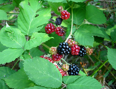 <p>Rubus spp.</p>