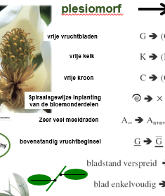 <p>Kenmerken van primitievere taxa (kenmerken van voorouder van angiospermen) DIt zijn:</p>
