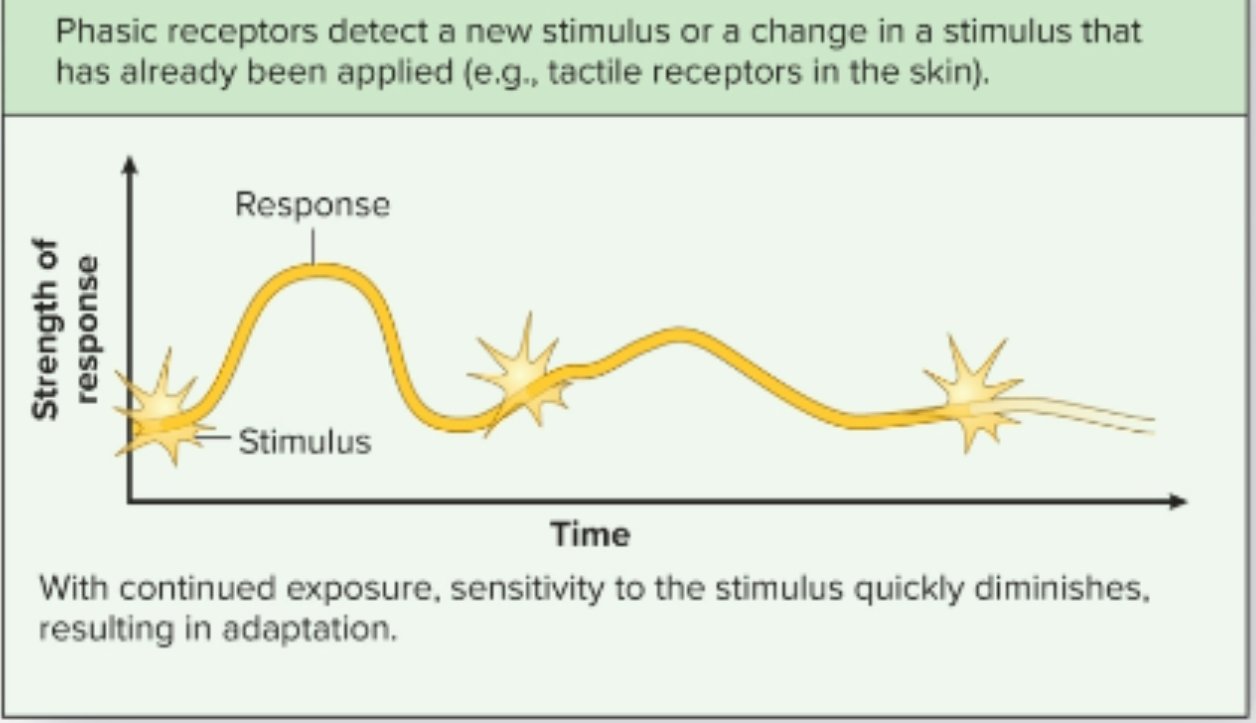 <p>rapidly adapt to constant stimuli (fire only in response to changing stimuli)</p>