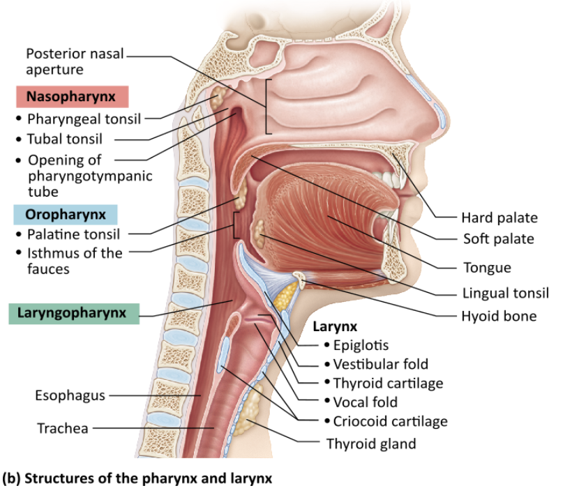 <p><span>Which of the following is NOT a function of the nasal conchae?</span></p><table style="min-width: 25px;"><colgroup><col style="min-width: 25px;"></colgroup><tbody><tr><td colspan="1" rowspan="1" style="margin: 0px; padding: 0.3em; position: relative;"><p>filtering, heating, and moistening incoming air during inhalation &nbsp; &nbsp; &nbsp; &nbsp;</p></td></tr><tr><td colspan="1" rowspan="1" style="margin: 0px; padding: 0.3em; position: relative;"><p>increasing the mucosal surface area exposed to air &nbsp; &nbsp; &nbsp; &nbsp;</p></td></tr><tr><td colspan="1" rowspan="1" style="margin: 0px; padding: 0.3em; position: relative;"><p>reclaiming heat and moisture from expired air &nbsp; &nbsp; &nbsp; &nbsp;</p></td></tr><tr><td colspan="1" rowspan="1" style="margin: 0px; padding: 0.3em; position: relative;"><p>routing air and food into proper channels &nbsp;</p></td></tr></tbody></table><p></p>