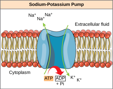 <ul><li><p><span style="background-color: transparent;">Direct ATP use; protein pumps</span></p></li><li><p><span style="background-color: transparent;">energy required</span></p></li></ul><p></p>