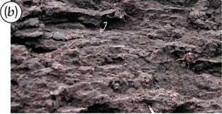 <p>Identify the structure</p>