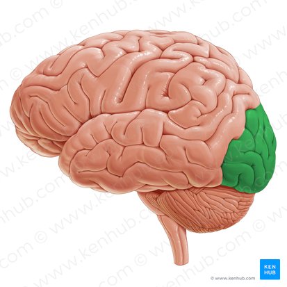 <p>Which lobe is shown?</p>