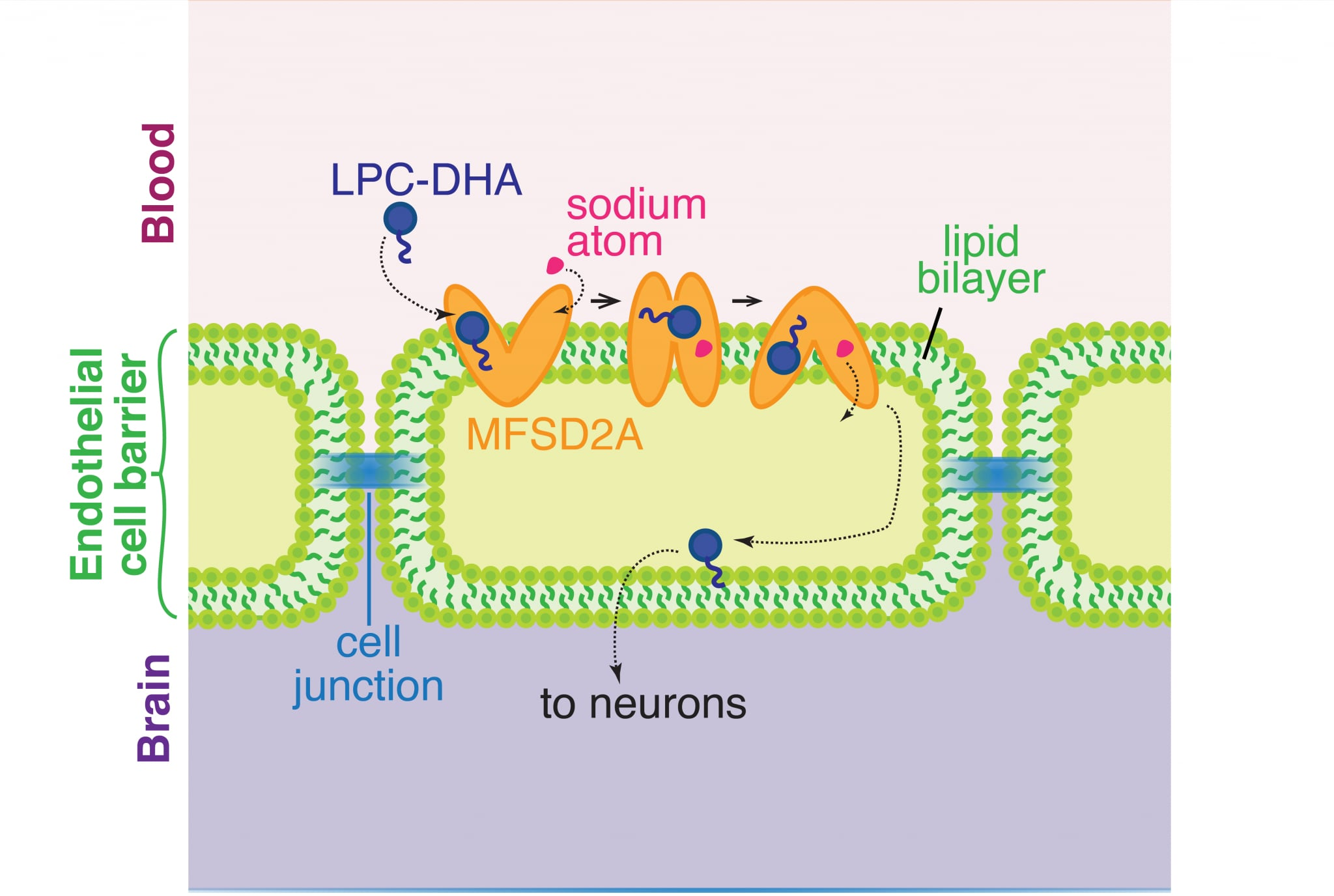 <p><span style="color: red;">C. MFSD2A</span></p><p>Major Faciliator Superfamily Domain 2A</p>