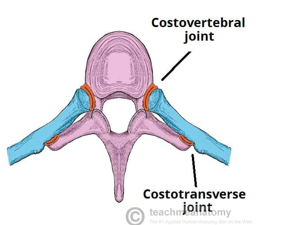 <ul><li><p><span style="font-family: "Century Gothic";">Joints of the </span><span style="font-family: "Century Gothic"; color: red;"><strong>head of the ribs</strong></span><span style="font-family: "Century Gothic";"><strong> </strong></span></p></li><li><p><span style="font-family: "Century Gothic";">Supported by multiple ligaments</span></p></li><li><p><span style="font-family: "Century Gothic";">Synovial plane joint</span></p></li><li><p><strong>Joints of Head of ribs</strong></p><ul><li><p><span style="font-family: "Century Gothic";">Slight gliding</span></p></li></ul></li></ul><p></p>