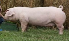 <p>This breed of pig is a maternal with drooping ears, excelling in litter size, milk production, and fertility</p>