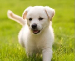 <p>The puppy has white _______.</p>