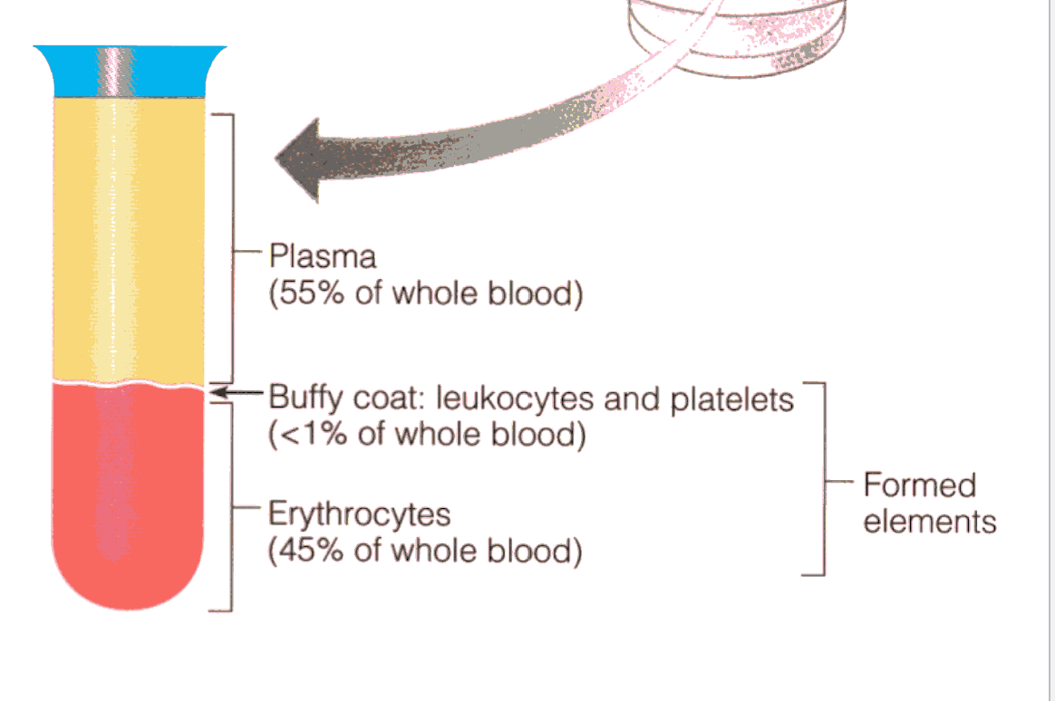 <p>1) Plasma</p><p>2) Formed Elements</p>